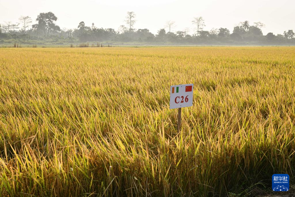 中国水稻技术惠及科特迪瓦民众(图2) 中国水稻技术惠及科特迪瓦民众(图2)