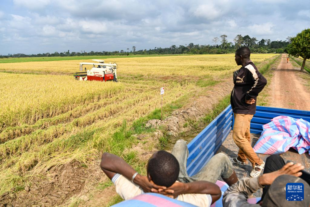 中国水稻技术惠及科特迪瓦民众(图6) 中国水稻技术惠及科特迪瓦民众(图6)