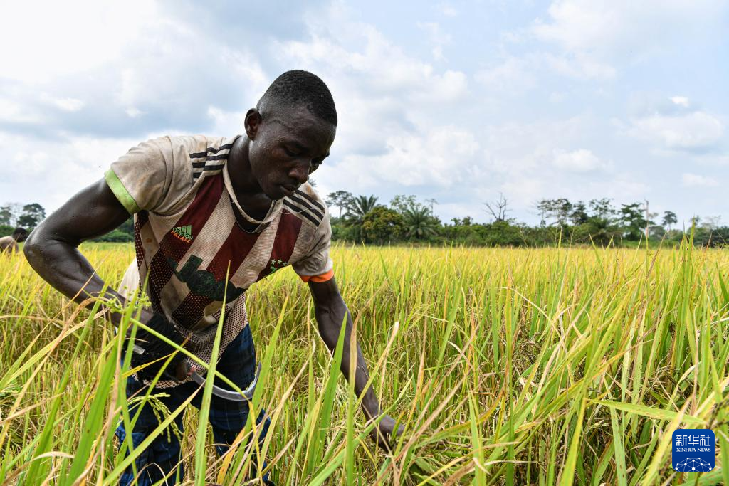 中国水稻技术惠及科特迪瓦民众(图7) 中国水稻技术惠及科特迪瓦民众(图7)