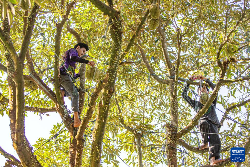 探访泰国榴莲园和加工厂(图3)