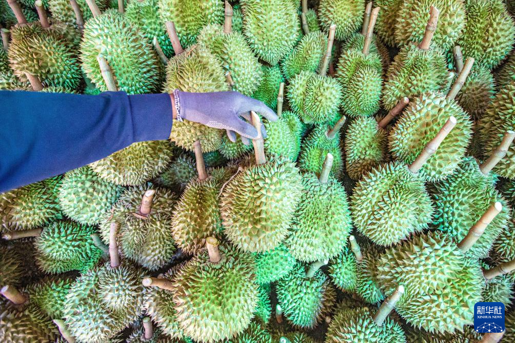 探访泰国榴莲园和加工厂(图5)