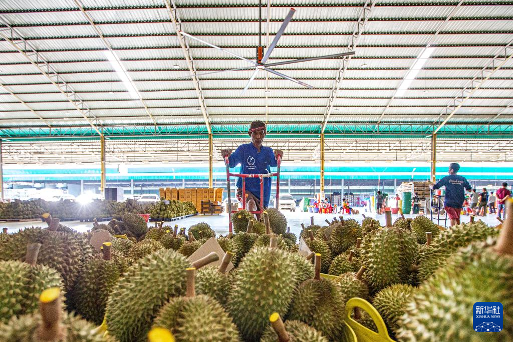 探访泰国榴莲园和加工厂(图6)