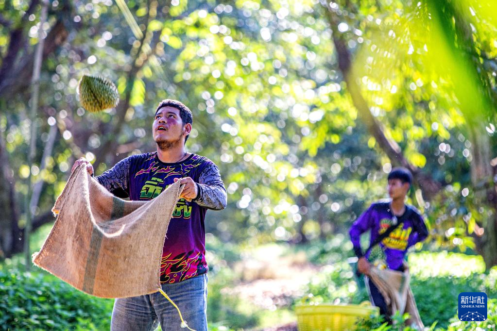 探访泰国榴莲园和加工厂(图4)