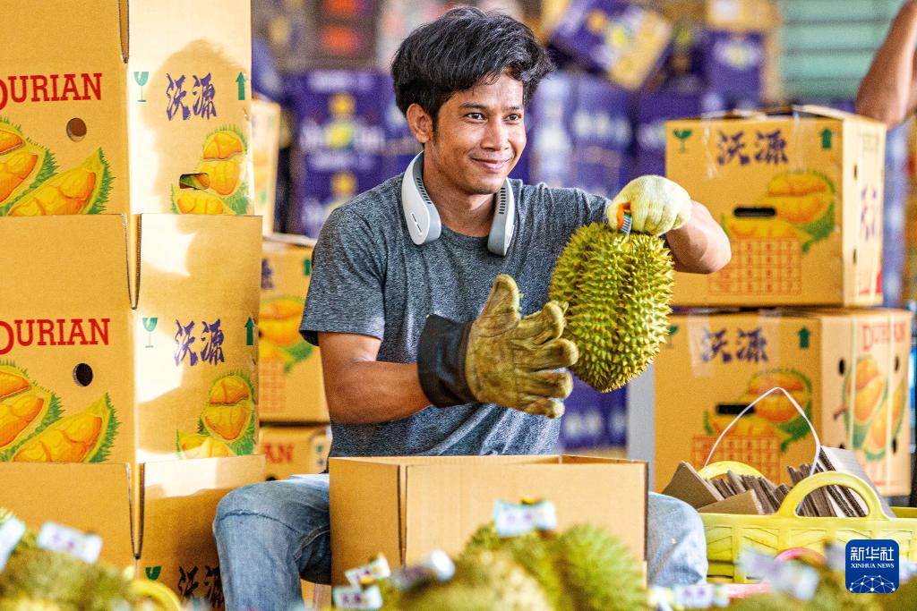 探访泰国榴莲园和加工厂(图7)